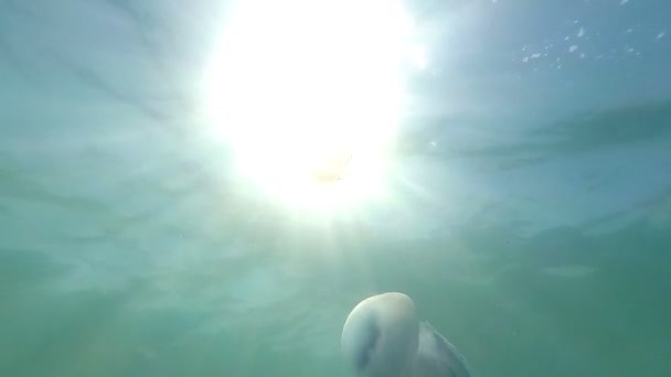 Δύο Jellyfishes Κολύμπι Κάτω Από Νερό — Αρχείο Βίντεο