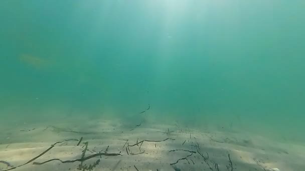 Altında Denizde Yüzme Bir Sürü Jellyfishes Içindeki Actioncamerashot Slowmotion — Stok video