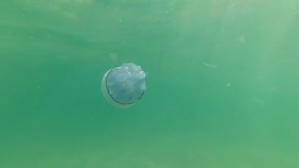 Medusas Nadar Mar Movimento Lento — Vídeo de Stock