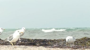 Grup deniz martı sahilde yürüyüş. Fırtınalı hava. Ağır çekim.