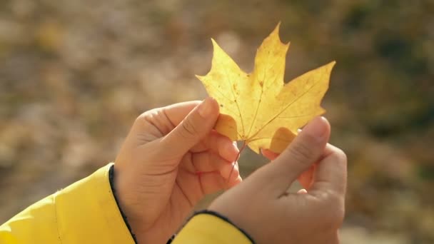 Woman Hands Holding Little Yellow Leaf Sowmotion — ストック動画