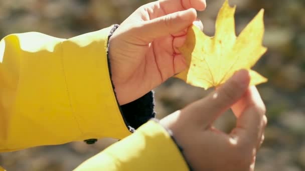 Feche Filmagem Mãos Femininas Segurando Folha Amarela Movimento Lento — Vídeo de Stock