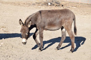 Bahçedeki yetişkin bir eşek...