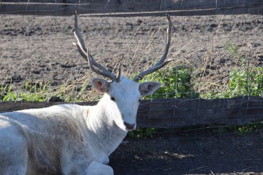 Çiftlikteki beyaz geyik