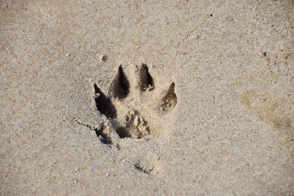 trace of a dog\'s paw on the sand with free space for text