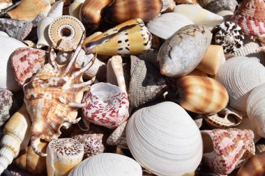 Sepetteki renkli küçük ve büyük kabukları