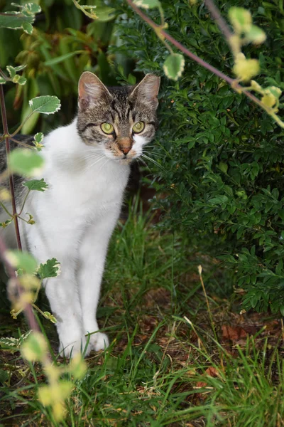 Bialy Kot Stoczni — Zdjęcie stockowe