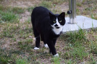 Beton bir yolda oturan siyah beyaz kedi