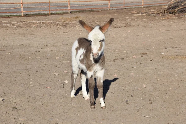 Small Bumbling Donkey Yard — Stock Photo, Image