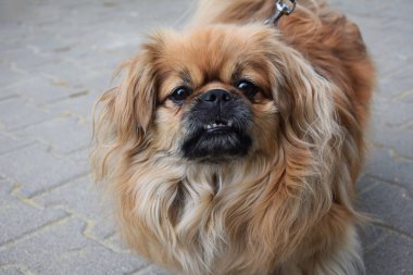 Tasmalı köpek yürüyor.