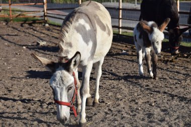 Bahçede küçük beceriksiz bir eşek.
