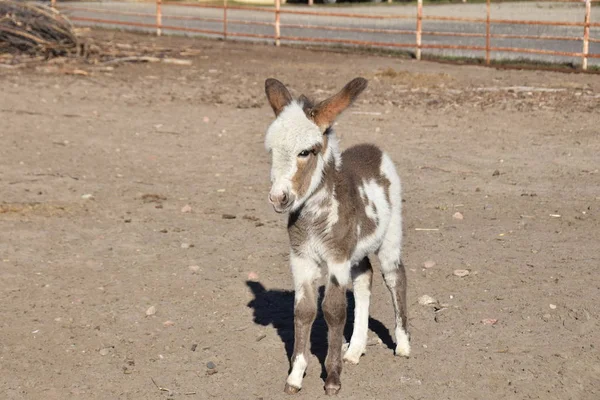 A small bumbling donkey in the yard — Stock Photo, Image