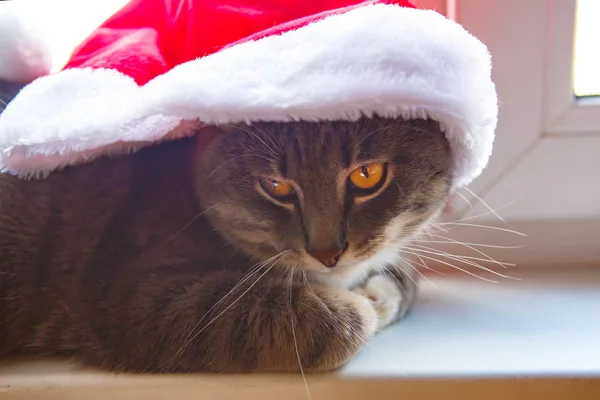 Grijze Kat Met Kerstmuts Vrolijk Kerst Nieuwjaarsconcept — Stockfoto