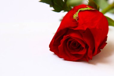 Beyaz arkaplanda kırmızı gül