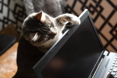 Gri kedi dizüstü bilgisayarın arkasında oturuyor. Serbest çalışma kavramı