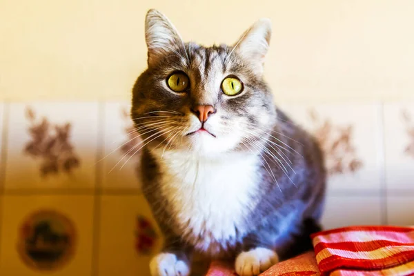 Porträt Einer Jungen Schönen Grauen Katze Mit Grünen Augen Nahaufnahme — Stockfoto