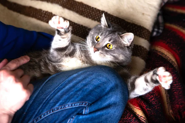 男は家で猫と遊ぶ — ストック写真