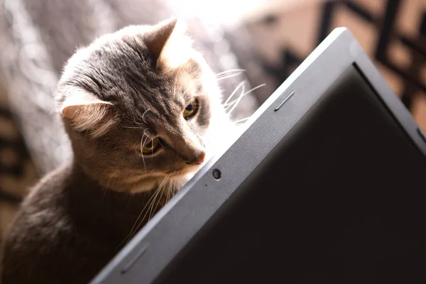 Gri Kedi Dizüstü Bilgisayarın Arkasında Oturuyor Serbest Çalışma Kavramı — Stok fotoğraf