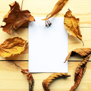 Ahşap arka planda beyaz, boş ve kuru yapraklar. Sonbahar konsepti, metin için boşluk kopyala