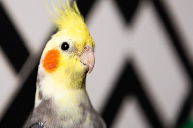 Corella papağanı portresi, yakın plan.