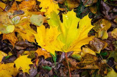 Sonbahar akçaağaç yaprakları bir doku olarak. Altın sonbahar arkaplanı