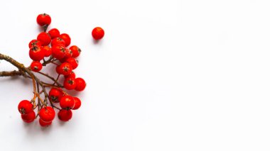 Beyaz arkaplanda Rowan demeti, metin için alanı kopyala