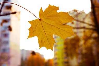 Ağaçta akçaağaç yaprağı, yakın plan. Güzel sonbahar arkaplanı