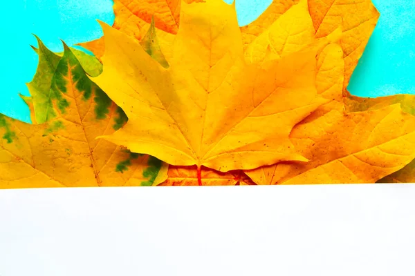 明るい青の背景に明るいカエデの葉とモックアップのブランク 秋のコンセプト — ストック写真