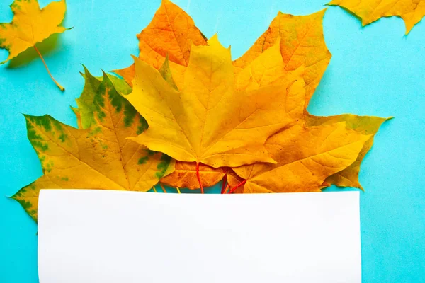 Helle Ahornblätter Und Leere Attrappen Auf Hellblauem Hintergrund Herbstkonzept — Stockfoto