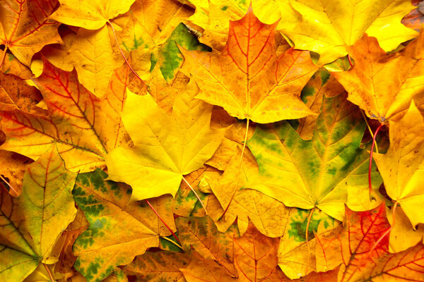 Autumn maple leafs as a texture. Golden fall background