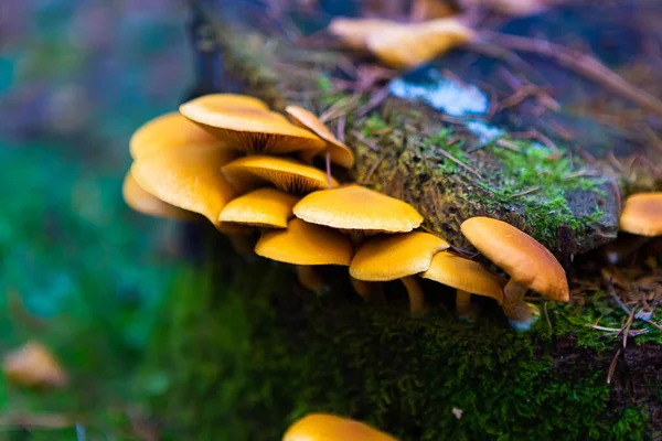 Yellow Mushrooms Stump Autumn Forest Closeup — Stock Photo, Image