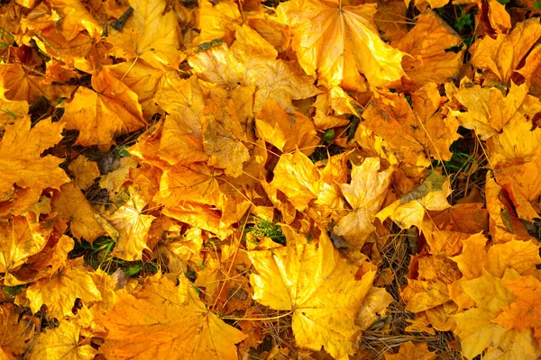 Podzimní Javorové Listy Jako Textura Pozadí Zlatého Pádu — Stock fotografie