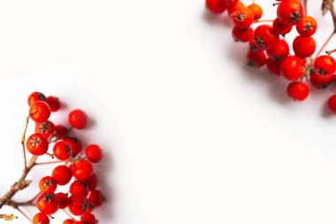 Beyaz arkaplanda parlak kırmızı rowan meyveleri, üst görünüm, metin için kopyalama alanı, pankart