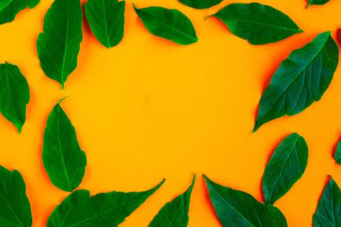 Parlak turuncu arka planda taze yeşil yaprak desenleri. Minimum konsept. Yaz zamanı konsepti. Metin için alanı kopyala