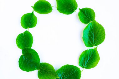 Beyaz arka planda taze yeşil yaprakların yuvarlak çerçevesi. Metin için alanı kopyala