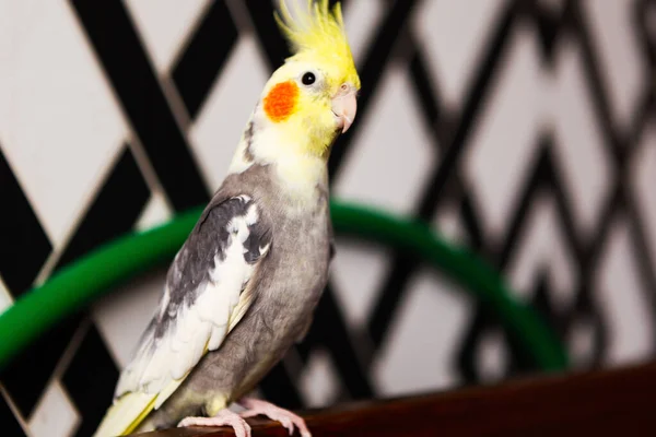 Portrait Corella Parrot Domestic Pet Home — Stock Photo, Image