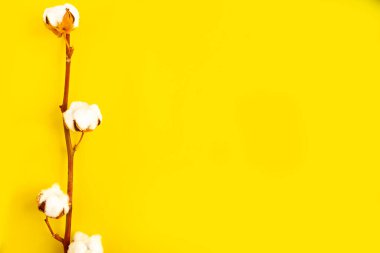 Parlak sarı arkaplan üzerindeki pamuk dalı üst görünüm kopyalama alanı yatıyordu