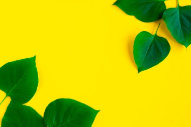 Parlak sarı arka planda parlak yeşil yapraklar var. Minimum konsept. Yaz zamanı konsepti. Metin için alanı kopyala