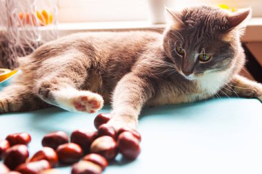 Gri kedi taze kestanelerle oynar. Sonbahar konsepti