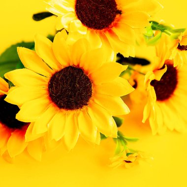 Parlak sarı arka planda bir buket taze ayçiçeği. Sonbahar ya da yaz kavramı, tarım. Ayçiçeği doğal arka plan. Çiçek kartı