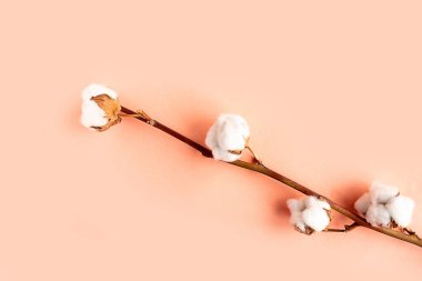 Pembe pastel arkaplan üzerinde pamuk dalı düz görünüm kopyalama alanı