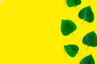 Parlak sarı arka planda parlak yeşil yapraklar var. Minimum konsept. Yaz zamanı konsepti. Metin için alanı kopyala