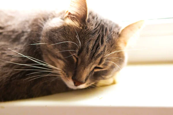 Genç Gri Kedi Pencere Eşiğinde Uyuyor — Stok fotoğraf