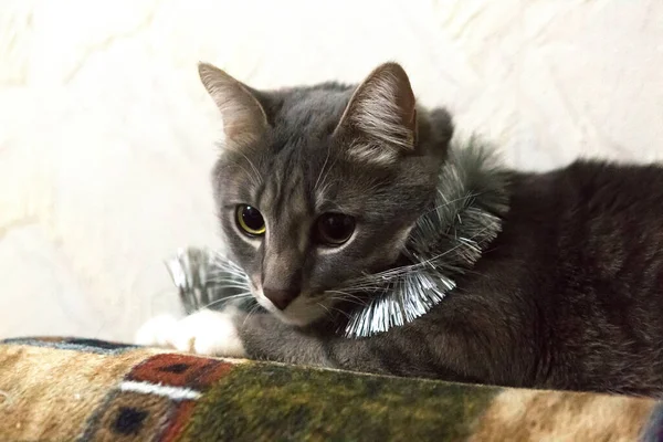 Chat Gris Dans Les Décorations Noël Gros Plan — Photo