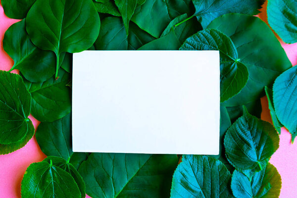 Белый макет пустой на зеленых листьях. Концепция экологии
