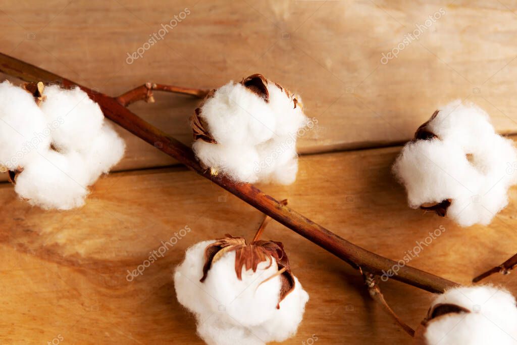 cotton branch on wooden background flat lay top view 