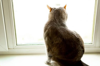 Gri kedi pencere pervazında oturur. Karantina konsepti. Kişisel izolasyon kavramı