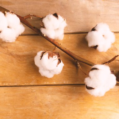 Ahşap arkaplan üzerindeki pamuk dalı üst görünüm kopyalama alanı yatıyordu