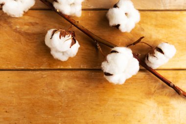 Ahşap arkaplan üzerindeki pamuk dalı üst görünüm kopyalama alanı yatıyordu