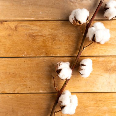 Ahşap arkaplan üzerindeki pamuk dalı üst görünüm kopyalama alanı yatıyordu